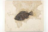 Fossil Fish (Cockerellites) - Wyoming #203187-1